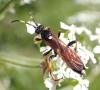 Ichneumon suspiciosus